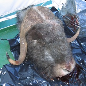 Muskox Head