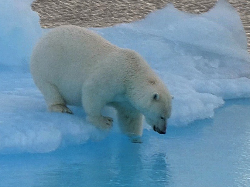 Polar Bear