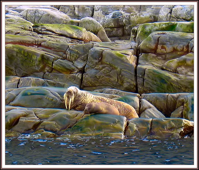 Walrus and Calf