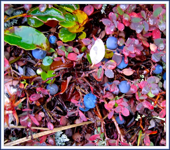 Wild Blueberries