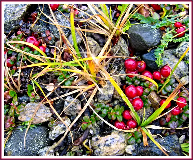 Mountain Cranberries
