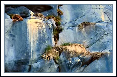 Kittiwake nests