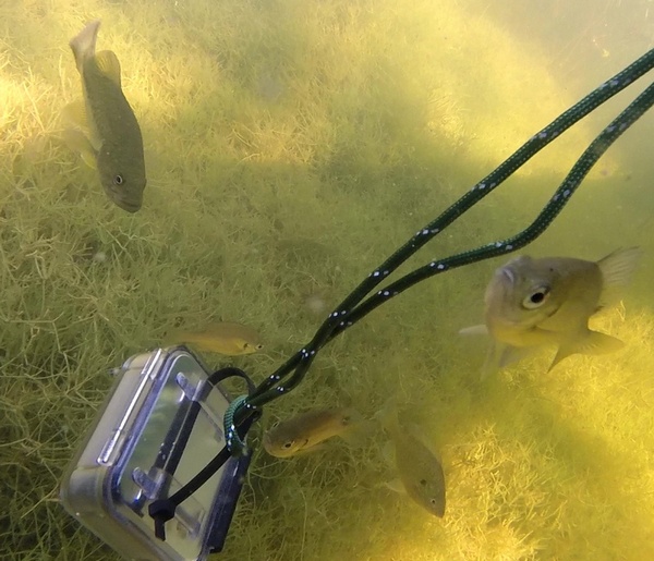 Fish Hydrphone